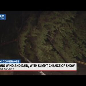 Fallen trees block parts of Highway 11 for early morning commuters